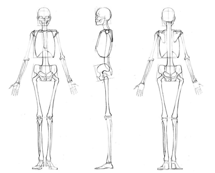 「动漫设计」人体绘画基础 part 01 认识骨骼（2）